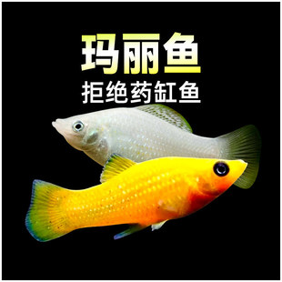 �����~̥�����y�ڬ����~�¹��~С�͵�ˮ���֌����~�Ꭷ�^�p�~���w