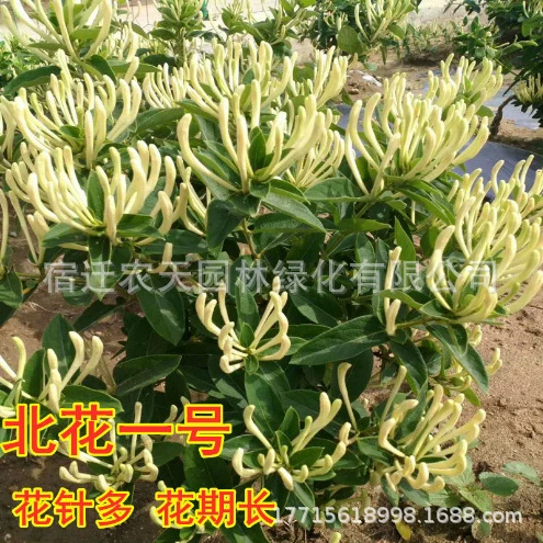 Желтый Красный Жимолость Старый Куча Бонсай Старый Куча Жимолость Старый Пень Семена Жимолость Саженец Вьющийся Лоза Горшечное Растение