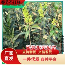 山东产地直销红栗1号板栗苗 板栗苗基地 板栗苗价格 板栗苗批发