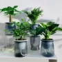 植物桌面水培袖珍栀子花