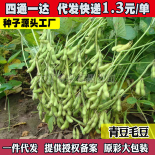 �ඹë����������Gë�������S�󶹷N���ļ��߲˷N��