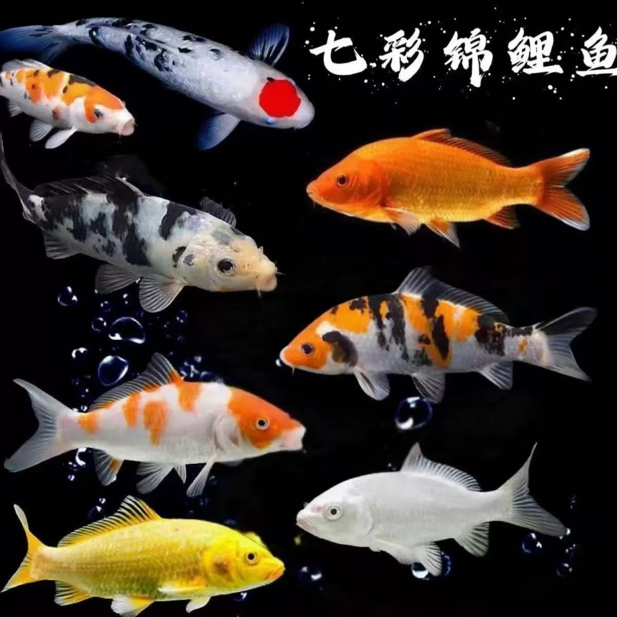 锦鲤观赏鱼金鱼活鱼花色好养耐活冷水观赏鱼淡水鱼风水招财鱼