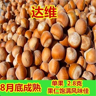 �_�Sƽ�W�|������Ә���Ұ�����������ͺ��Y���Ϸ������Nֲ������