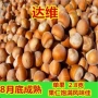 东北北方耐寒种植果树苗