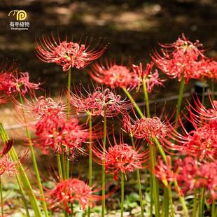 Lycoris Seed Bulb Flowering Bulb Perennial Bulb Flower Bianhua Manzhu Shahua Sees Flowers but Not Leaves Big Ball