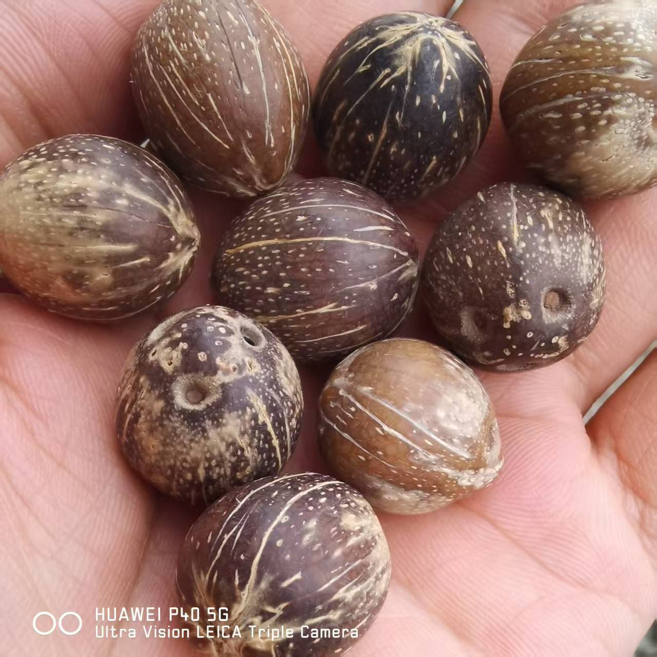 Purple Gold Rat Beads Bodhi Seed Bracelet Jewelry Accessories Natural Handmade Pure Handwoven Finished Product Packaged in Bag