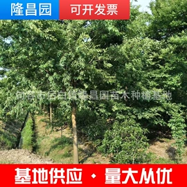 草坪;灌木;乔木