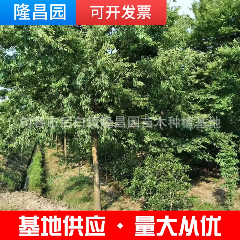 工程绿化苗木榉树苗红榉树庭院室外工程绿化用大榉树绿化