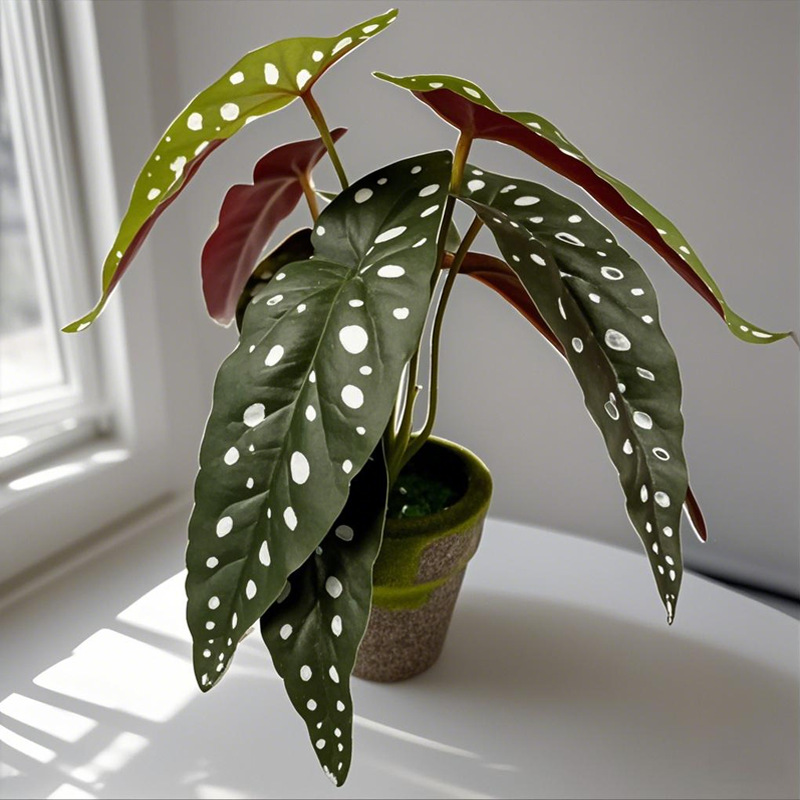 Simulación nórdica Planta verde Tortuga espalda hada Taro Escritorio Bonsai Sala de estar Hogar Decoración del suelo Decoración Decoración Paisaje de plantas falsas