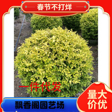 һ�����l���~Ůؑ��ͥԺ�e���G���������ļ������ͺ����B�׻��