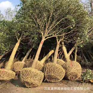 �Gɫϵ�ߗU���~Ůؑ���� ��ؾG�������δ��~Ůؑ �е�ͥ�aŮؑ��