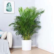 散尾葵植物盆栽客厅凤尾竹大型绿植室内办公室好养阳台花卉苗富贵