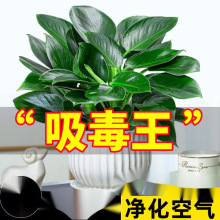 �������ֲ���K��荾G�}�jˮ����~�Gֲ�����k���҃ȑ��˺��B����