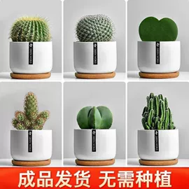 盆栽;花盆容器;装饰花瓶