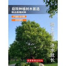 新采国槐种子速生国槐树种子黄花槐红花槐刺槐种子紫穗槐刺槐树籽