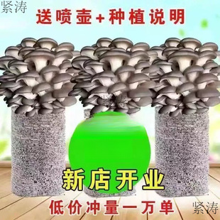 Mushroom Strains Are Grown by Families, Edible Fungi Are Grown Indoors, and Mushroom Sticks Are Grown