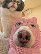 �����^�׿ɐ۸�Ц��ɫ��߄��⌙��ñ��cos���ճ�Ƭ��ë��Ȯ����