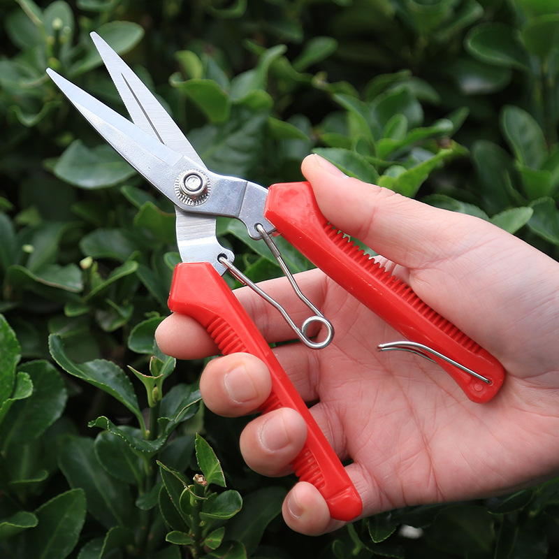 Acero inoxidable tijeras de recolección de uva multifuncional horticultura tijeras de fruta delgada tijeras de verduras tijeras de flores tijeras de huerto de枸杞