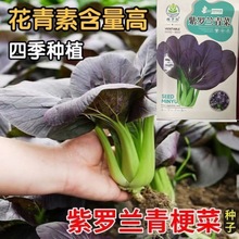 紫妃上海青紫罗兰油菜新鲜紫色苏州青四季播种蔬菜紫油菜