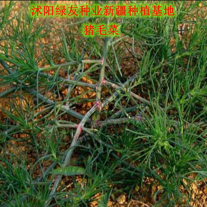 产地直销猪毛菜种子荒山矿山沙场草原固沙沙漠地带护坡草青饲料