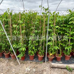 �G��ʹ���Ӯa�����l ���@С�^��ܾG�� ���̻������Nֲ ���ֲ��