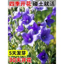 ۹NѲĽ۹NļNͥԺ̨ԻܷNӿșʳ