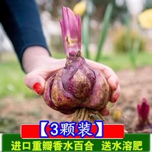 重瓣百合花种球带牙多头四季开花矮生浓香室内外花卉盆栽