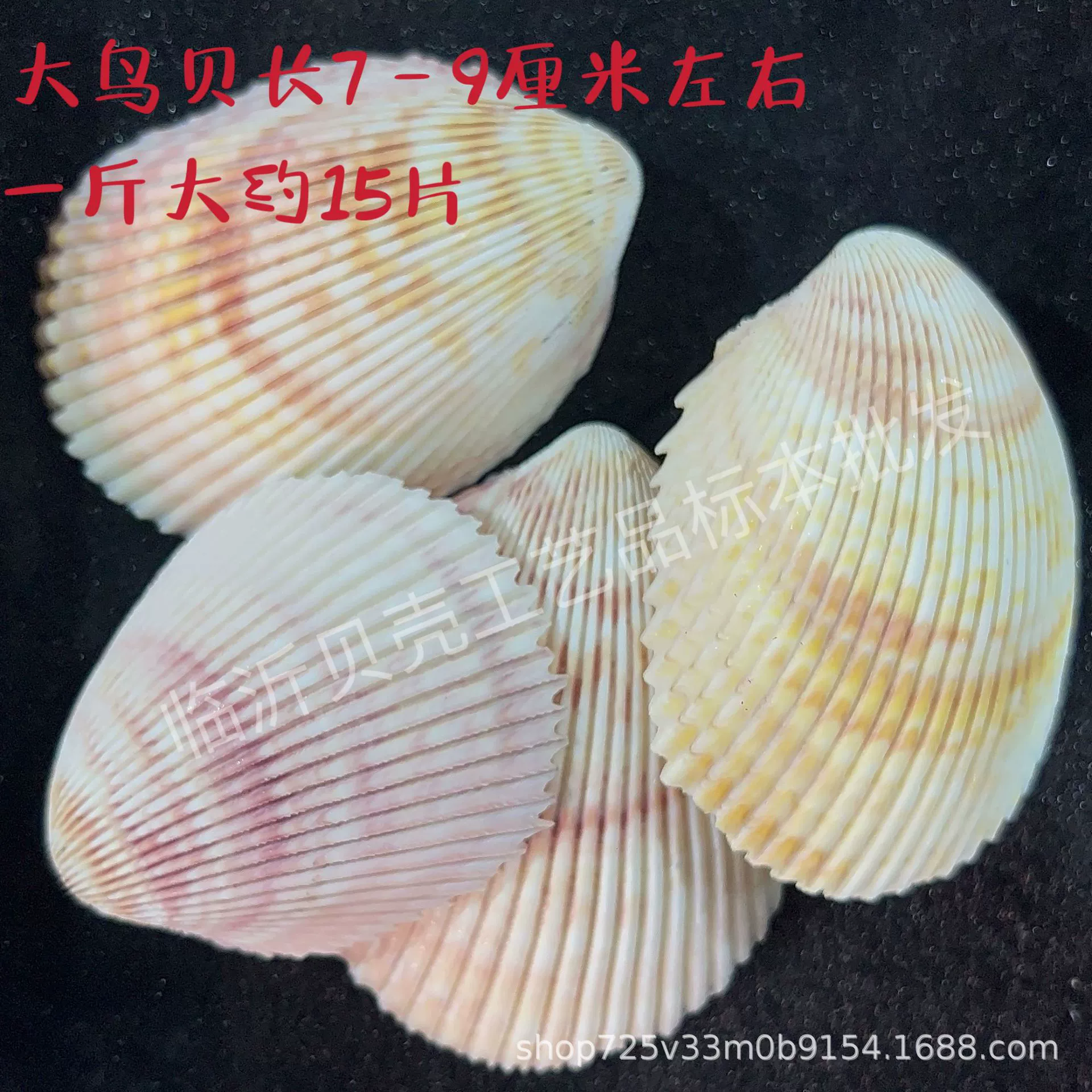 Shell Natural Shell Conch Stars Drifting Bottle Shell Crafts Wholesale Diy Handmade Shell Materials