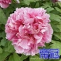 洛阳四季耐寒盆栽花卉
