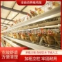 a型多层层叠式肉鸡蛋鸡笼