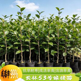 �L��53̖40̖4̖�����磬�ͺ������ʹ�֦���磬���ز�����