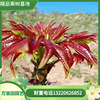 Marked Toon saplings Breed Growers Main plant Adaptability North and South Four seasons Available plant Toon tree