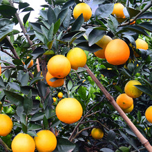 赣南脐橙产地直发新鲜水果橙子包邮应季水果脐橙一件代发