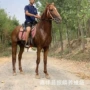 伊犁好的婚庆蒙古马