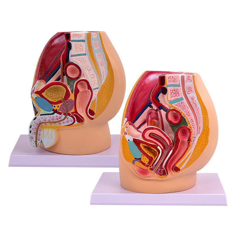 ��ѧ����Ů��ǻģ��Ů��������ֳϵͳ�걾����ʸ״���������ҽѧ