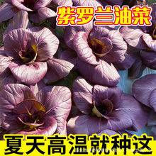 紫罗兰油菜油菜种孑小青菜白菜四季蔬菜种子苏州青种紫色蔬菜种子