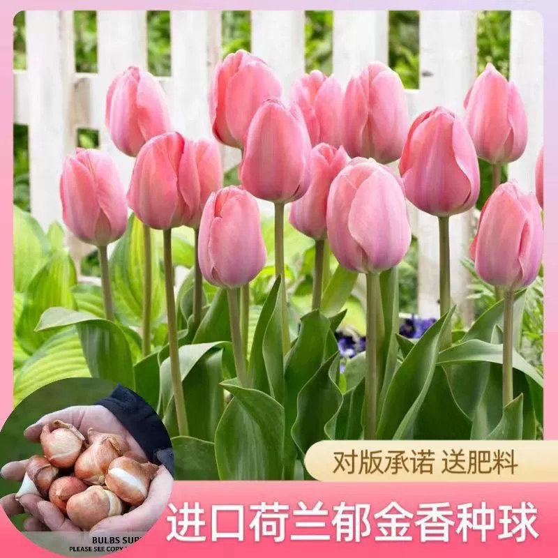 Голландские импортированные крупные луковицы тюльпанов для всех сезонов, гидропонная почвенная культура, морозостойкие семена цветов, комнатные балконные растения для водной культуры.