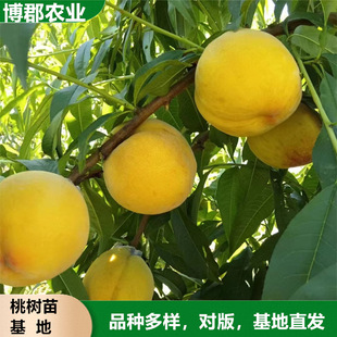 ����2��޽��S�Ҙ� ��ϵ�l�_պ���{����l؛ 1�������\���S����