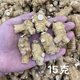 Canada [20g] American ginseng grain head 250g American ginseng round grain head short wholesale one-piece delivery