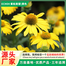 lɹջܷNӾ^G̨ԻѻRFջN