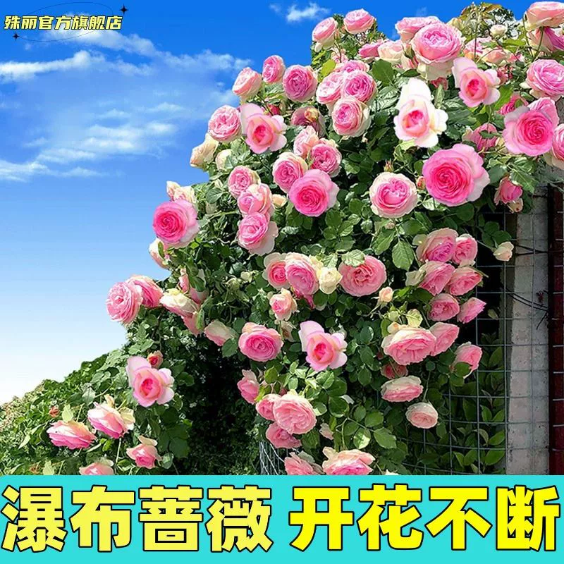 Семена цветов розы, семена семян четырех сезонов, посев цветущей розы, вьющиеся растения, семена цветов на открытом воздухе, семена цветов во дворе