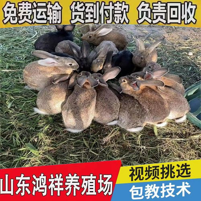 u=22613458,2137286994&