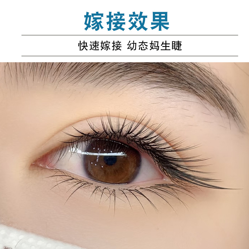 Extensiones de Pestañas de Camelia Negra Estilo Tailandés Comic Camellia, Injerto de Pestañas, Exclusivo para Salones de Belleza, Pestañas Rizadas Estilo Chino, Ultra Suaves