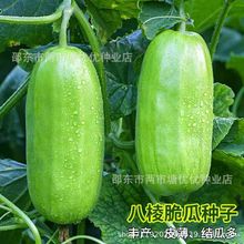 八棱脆菜瓜种子老品种菜瓜白皮酥瓜青皮菜瓜种籽黄河脆一窝猴种子