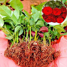 ٱ¼l ¼Tɳʯ ໨Nޱ_