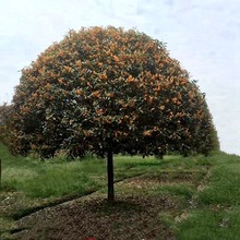 ͹𻨘𵤹ļͥԺ⹤̾Gֲt𻨘