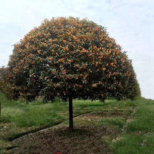 ͹𻨘𵤹ļͥԺ⹤̾Gֲt𻨘