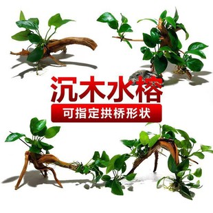 �Ř�ˮ�ų�ľ����ˮ������������ɽʯ��ˮ���w�����ֲ���~���쾰