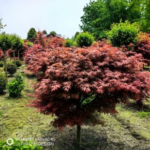 ����ֱ�N���Ї��t��1-20���֣���ë��������һ��؛Դ�ձ������t��