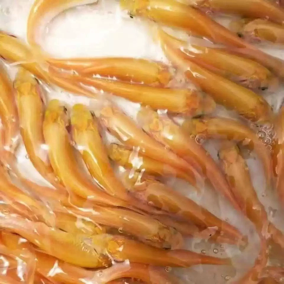 Золотой Grass fry, пресноводное разведение, съедобная холодноводная золотая нить, Anhui красная золотая шелковистая Grass carp, Русская золотая Grass fry